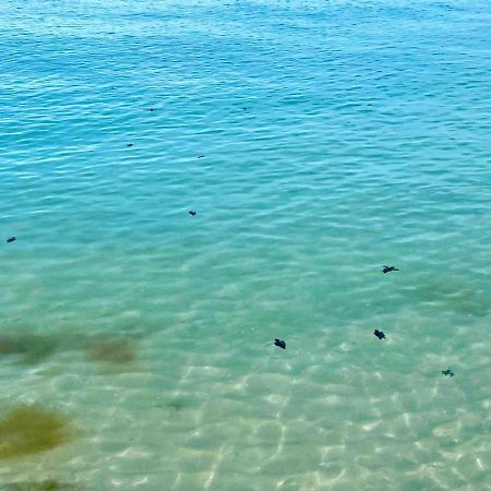 Beachfront Apartment With Swimming Pool. One Bedroom Celestun Dış mekan fotoğraf